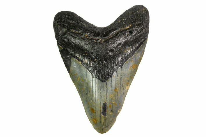 Fossil Megalodon Tooth - North Carolina #149404